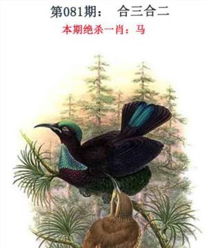 金钱豹自有真功夫